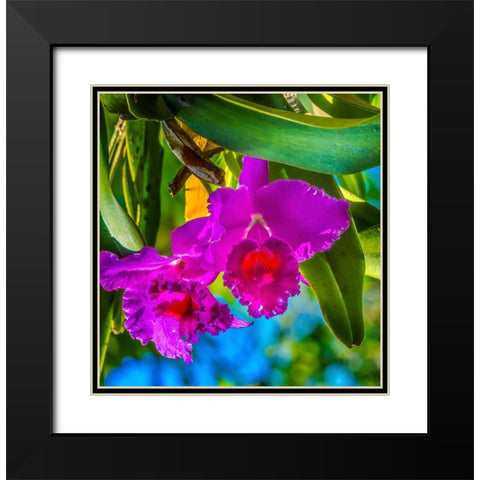 Tropical flowers-Florida Black Modern Wood Framed Art Print with Double Matting by Perry, William