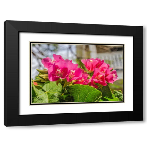 Pinkball hydrangea- Key West- Florida. Black Modern Wood Framed Art Print with Double Matting by Perry, William