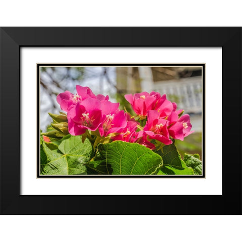 Pinkball hydrangea- Key West- Florida. Black Modern Wood Framed Art Print with Double Matting by Perry, William