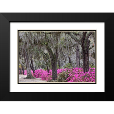 Live oak trees draped in Spanish moss and azaleas in full bloom in spring-Bonaventure Cemetery Black Modern Wood Framed Art Print with Double Matting by Jones, Adam
