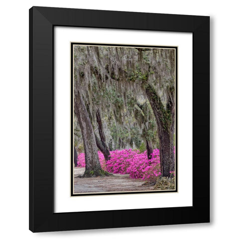 Bonaventure Cemetery-Georgia-Savannah Black Modern Wood Framed Art Print with Double Matting by Jones, Adam