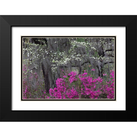 Flowering dogwood trees and azaleas in full bloom in spring-Bonaventure Cemetery-Savannah-Georgia Black Modern Wood Framed Art Print with Double Matting by Jones, Adam