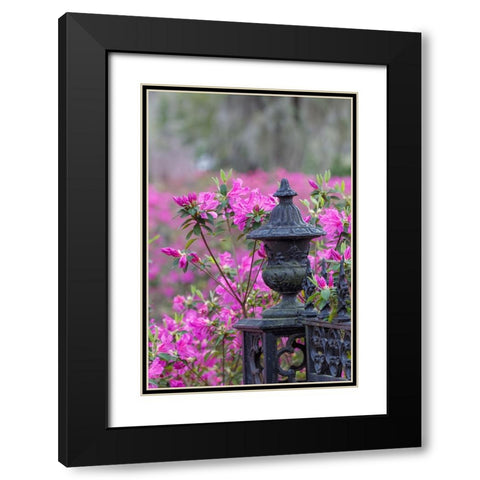 Iron fence and azaleas in full bloom-Bonaventure Cemetery-Savannah-Georgia Black Modern Wood Framed Art Print with Double Matting by Jones, Adam