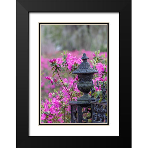 Iron fence and azaleas in full bloom-Bonaventure Cemetery-Savannah-Georgia Black Modern Wood Framed Art Print with Double Matting by Jones, Adam