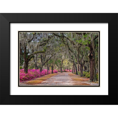 Rural road with azaleas and live oaks lining roadway-Bonaventure Cemetery-Savannah-Georgia Black Modern Wood Framed Art Print with Double Matting by Jones, Adam