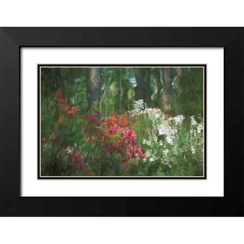 USA, Georgia, Azalea reflection in pond Black Modern Wood Framed Art Print with Double Matting by Rotenberg, Nancy