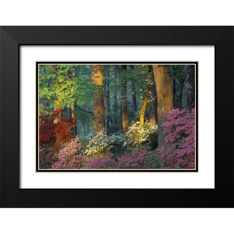 USA, Georgia, Azalea forest Black Modern Wood Framed Art Print with Double Matting by Rotenberg, Nancy