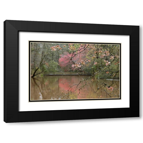 GA, Azalea branches over pond in spring, GA, Black Modern Wood Framed Art Print with Double Matting by Rotenberg, Nancy