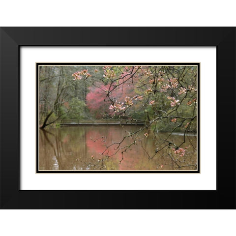 GA, Azalea branches over pond in spring, GA, Black Modern Wood Framed Art Print with Double Matting by Rotenberg, Nancy