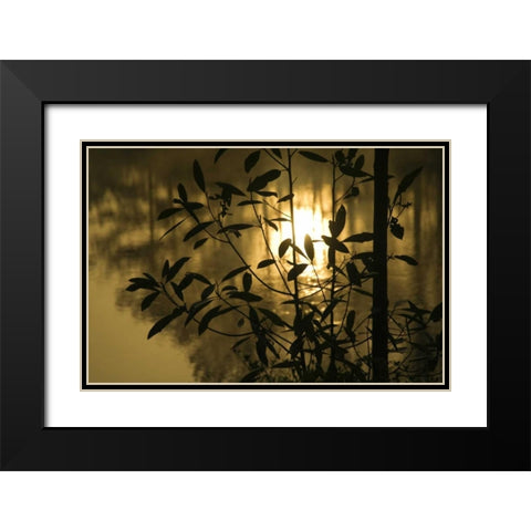Georgia, Sunrise reflected in a pond Black Modern Wood Framed Art Print with Double Matting by Rotenberg, Nancy