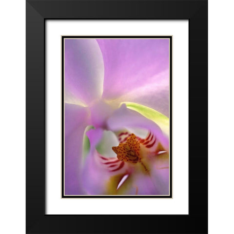 Georgia, Alpharetta Backlit phalaeonopsis orchid Black Modern Wood Framed Art Print with Double Matting by Needle, Charles