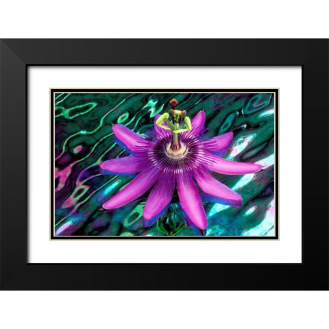GA, Alpharetta Passion flower on stained glass Black Modern Wood Framed Art Print with Double Matting by Needle, Charles