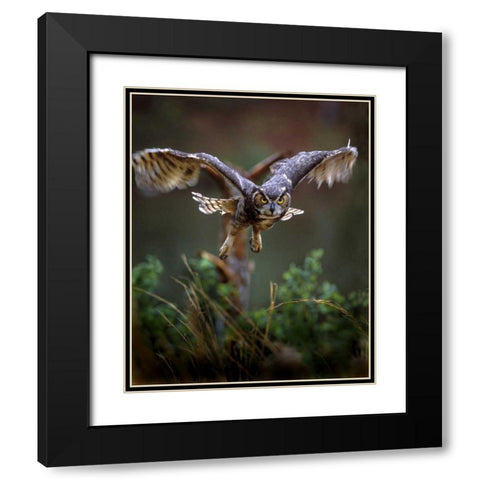 GA, Pine Mountain Barred owl in flight Black Modern Wood Framed Art Print with Double Matting by Kelley, David