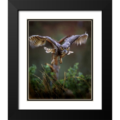 GA, Pine Mountain Barred owl in flight Black Modern Wood Framed Art Print with Double Matting by Kelley, David