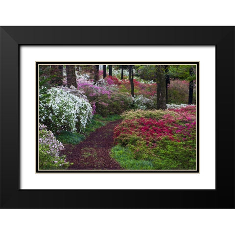 Georgia Pathway through trees and flower bushes Black Modern Wood Framed Art Print with Double Matting by Rotenberg, Nancy