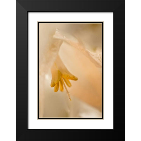 USA, Georgia Close up of pale peach flower Black Modern Wood Framed Art Print with Double Matting by Rotenberg, Nancy