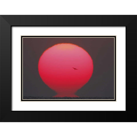GA, Little St Simons Island Tern in flight Black Modern Wood Framed Art Print with Double Matting by Morris, Arthur