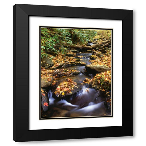 Georgia, Cherokee NF Small creek in autumn Black Modern Wood Framed Art Print with Double Matting by Flaherty, Dennis