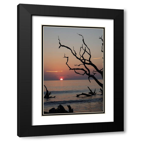 USA-Georgia-Jekyll Island-Sunrise on Driftwood Beach of petrified trees Black Modern Wood Framed Art Print with Double Matting by Looney, Hollice
