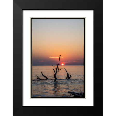 USA-Georgia-Jekyll Island-Sunrise on Driftwood Beach of petrified trees Black Modern Wood Framed Art Print with Double Matting by Looney, Hollice