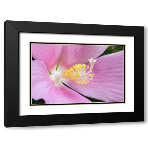 Georgia-Savannah Close-up of hibiscus flower Black Modern Wood Framed Art Print with Double Matting by Wells, Joanne