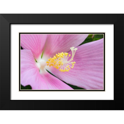 Georgia-Savannah Close-up of hibiscus flower Black Modern Wood Framed Art Print with Double Matting by Wells, Joanne