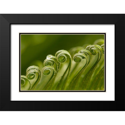 Georgia-Savannah Sago palm new growth Black Modern Wood Framed Art Print with Double Matting by Wells, Joanne