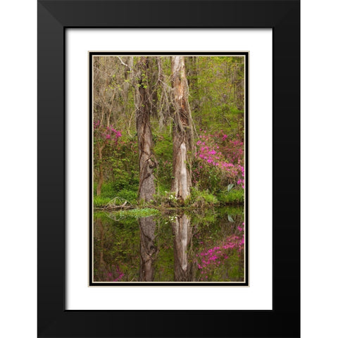 South Carolina-Charleston Azaleas blooming along ponds edge at Magnolia Gardens Black Modern Wood Framed Art Print with Double Matting by Wells, Joanne