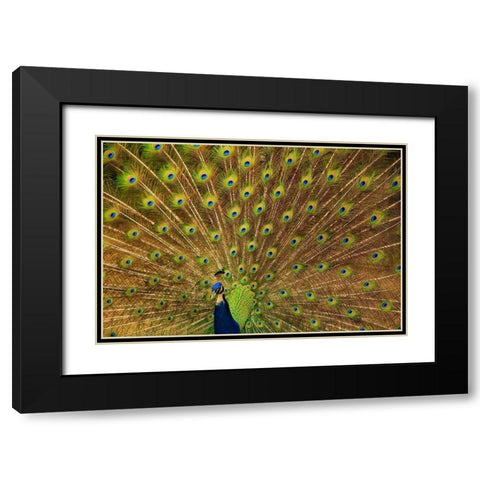 South Carolina-Charleston Peacock displaying spring tail feathers Black Modern Wood Framed Art Print with Double Matting by Wells, Joanne