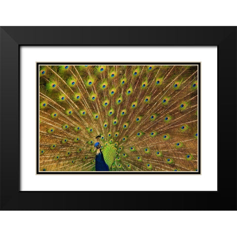 South Carolina-Charleston Peacock displaying spring tail feathers Black Modern Wood Framed Art Print with Double Matting by Wells, Joanne