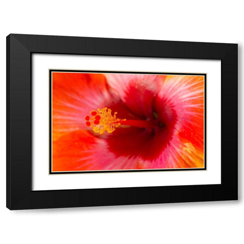 Georgia-Savannah Close-up of hibiscus in the spring Black Modern Wood Framed Art Print with Double Matting by Wells, Joanne