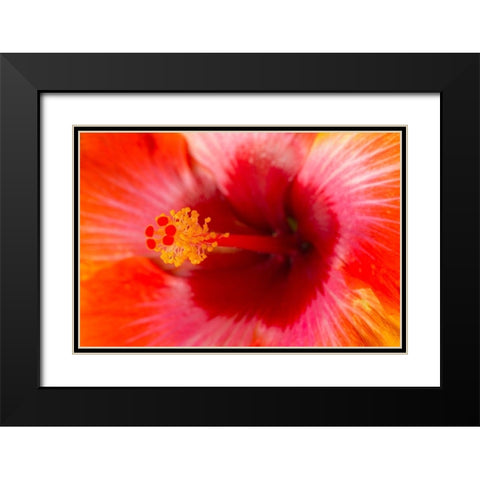 Georgia-Savannah Close-up of hibiscus in the spring Black Modern Wood Framed Art Print with Double Matting by Wells, Joanne
