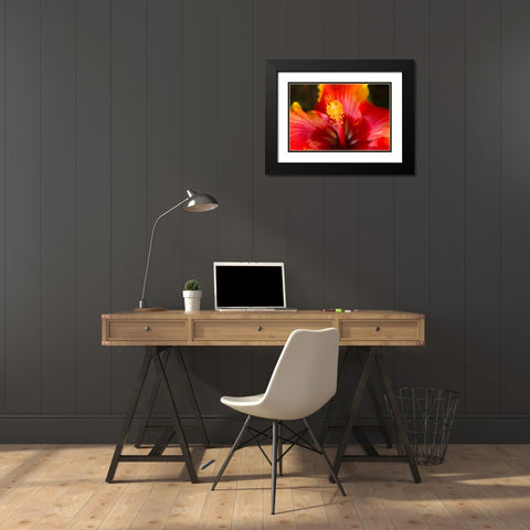 Georgia-Savannah Close-up of a hibiscus, Black Modern Wood Framed Art Print with Double Matting by Wells, Joanne