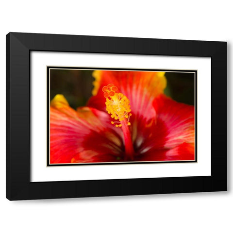 Georgia-Savannah Close-up of a hibiscus, Black Modern Wood Framed Art Print with Double Matting by Wells, Joanne
