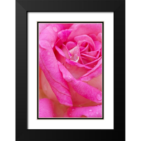 USA- Georgia- Savannah. Pink rose with water drops. Black Modern Wood Framed Art Print with Double Matting by Wells, Joanne