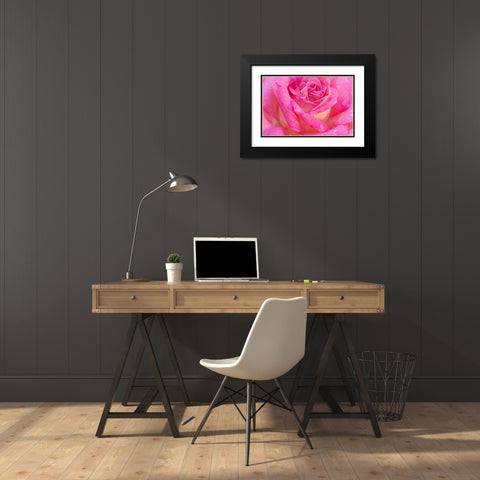 USA- Georgia- Savannah. Pink rose with water drops. Black Modern Wood Framed Art Print with Double Matting by Wells, Joanne
