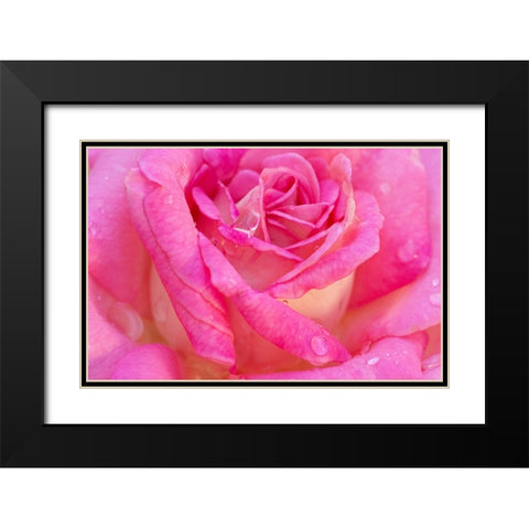 USA- Georgia- Savannah. Pink rose with water drops. Black Modern Wood Framed Art Print with Double Matting by Wells, Joanne