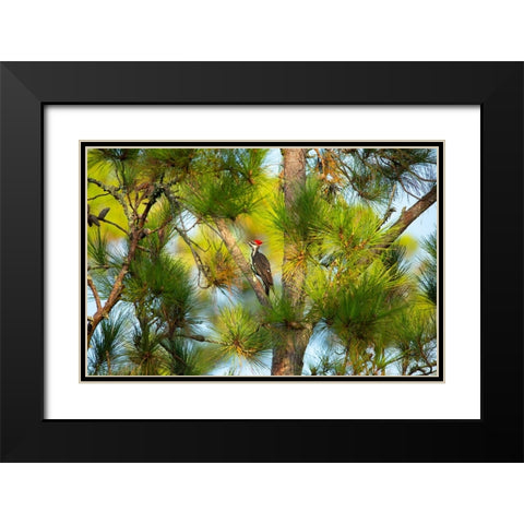 USA- Georgia- Savannah. Pileated woodpecker in tall pine tree. Black Modern Wood Framed Art Print with Double Matting by Wells, Joanne