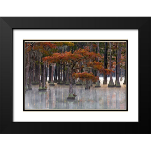 USA- Georgia- Twin City. Fall cypress tress in the fog Black Modern Wood Framed Art Print with Double Matting by Wells, Joanne