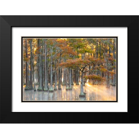 USA- Georgia- Twin City. Fall cypress tress in the fog at sunrise. Black Modern Wood Framed Art Print with Double Matting by Wells, Joanne