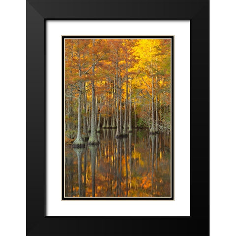 USA- Georgia- Twin City. Fall cypress tress in the morning light. Black Modern Wood Framed Art Print with Double Matting by Wells, Joanne