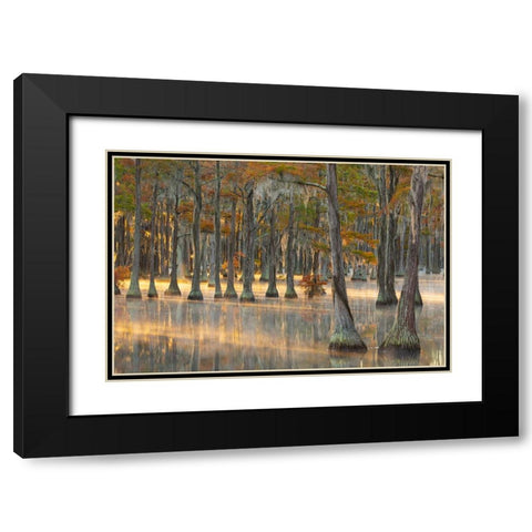 USA- Georgia- Twin City. Fall cypress tress in the fog at sunrise. Black Modern Wood Framed Art Print with Double Matting by Wells, Joanne