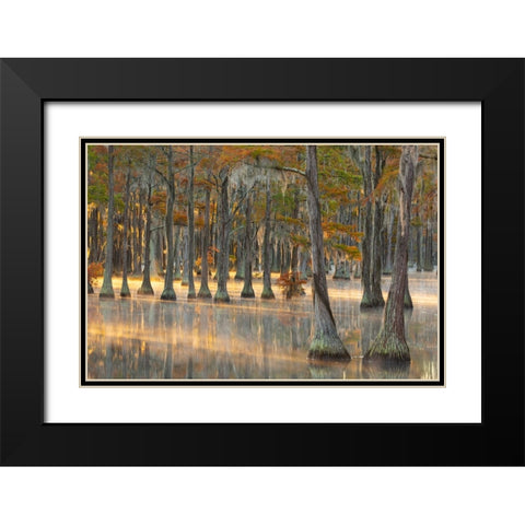 USA- Georgia- Twin City. Fall cypress tress in the fog at sunrise. Black Modern Wood Framed Art Print with Double Matting by Wells, Joanne