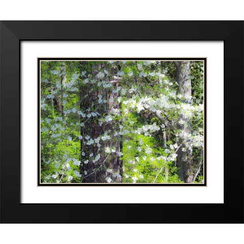 Georgia-Callaway gardens springtime Black Modern Wood Framed Art Print with Double Matting by Gulin, Sylvia