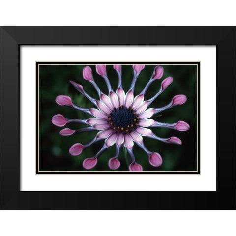Hawaii, Maui Spoon daisy wildflower Black Modern Wood Framed Art Print with Double Matting by Ross, Nancy ,  Steve