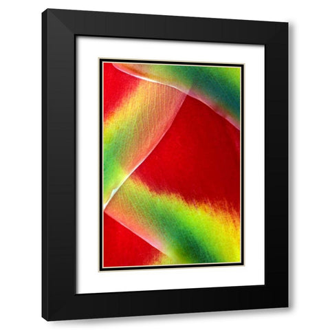 Hawaii, Maui Lobster claw or heliconia rostrata Black Modern Wood Framed Art Print with Double Matting by Needle, Charles