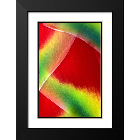 Hawaii, Maui Lobster claw or heliconia rostrata Black Modern Wood Framed Art Print with Double Matting by Needle, Charles