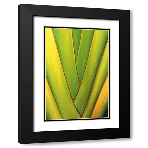 USA, Hawaii, Big Island Tropical plant abstract Black Modern Wood Framed Art Print with Double Matting by Ross, Nancy ,  Steve