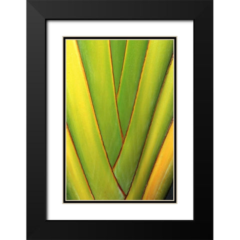 USA, Hawaii, Big Island Tropical plant abstract Black Modern Wood Framed Art Print with Double Matting by Ross, Nancy ,  Steve
