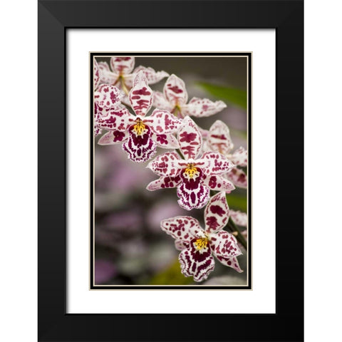 Hawaii, Hilo A spray of orchids growing Black Modern Wood Framed Art Print with Double Matting by Kaveney, Wendy